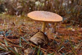 Nature Fall Fungus