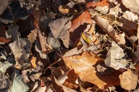There are a lot of dry leaves in the field