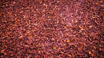 Autumn Wallpaper Leaves