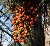 branch of ripe fruit