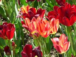 Villa Taranto Flowers Red