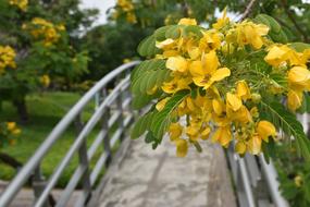 Blossoms Bridge Flowers