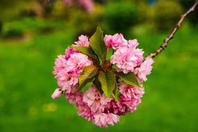 Cherry Blossom Flower