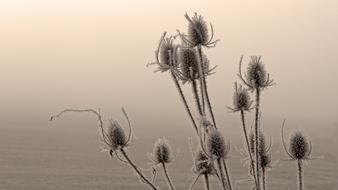 Nature Thistle Fog