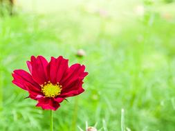 The red flower is beautiful in the spring