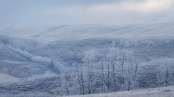 Winter Snow Nature