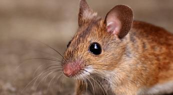 Wood Mouse Nager Cute