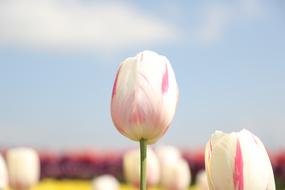 Flower Beautiful Flowers And