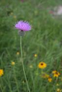 Thistle Flower Wild