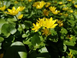 Forest Flower Nature