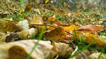 fall dry leaves in the grass