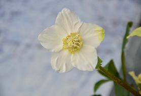 Flower White Rose Pink Christmas