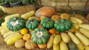 colored fruits and vegetables harvest