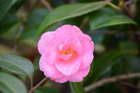 Flower Of Camellia Pink