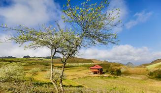 Tree Nature Landscape