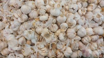 fragrant garlic harvest