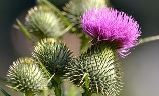 Thistle Flower Plant