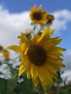 gorgeous sunflower yellow