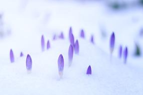 Blur Spring Bokeh Out Of