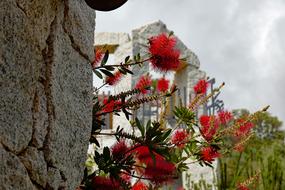 Bottlebrush Callistemon Citrinus