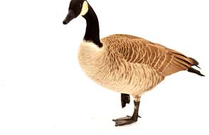 Goose Waterfowl Poultry