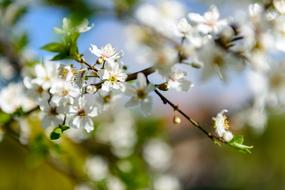 Flower Cherry Flora