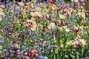 Flowers Flower Meadow Nature
