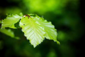 Leaf Green