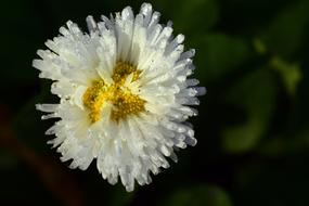 Daisy Geese Flower White