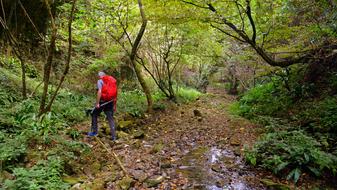 Excursion Forest Val Borago