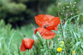 Poppy Flowers Red Wild