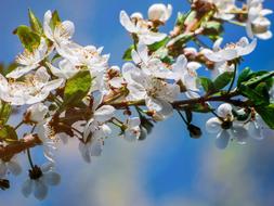 Flower Tree Flowering Pink