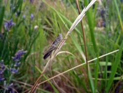 Lúčny Horse Meadow Grasshopper