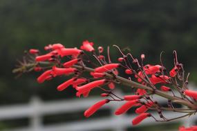 Flower Of The Field Red