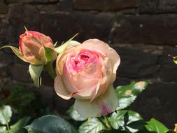Flower Rose Nature