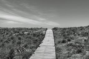 Boardwalk Away Horizon