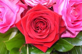 a beautiful rose in the garden