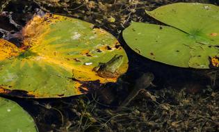 Nature Leaf Plant