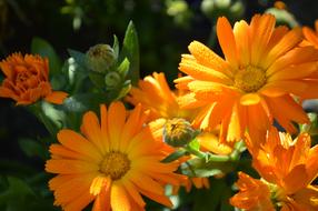 Flower Plant Natural