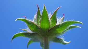 Plant Flower Flowers