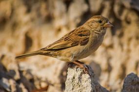 Sparrow Nature Bird