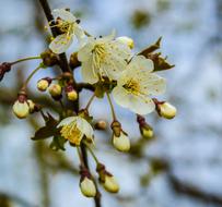 Spring Cherry Wood Tree Fruit