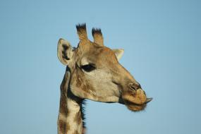 head of a spotted giraffe against the blue sky, south africa