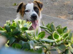 happy dog near the plants