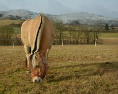 Horse Norwegian Fjord