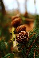 Tree Winter Fir