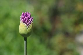 Blossom Bloom Purple