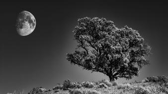the big tree in the field is beautiful