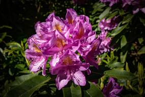 Flower Flowers Nature