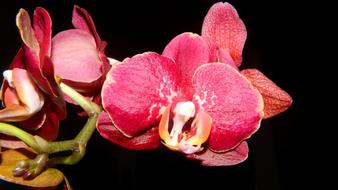 the orchid is magnificent